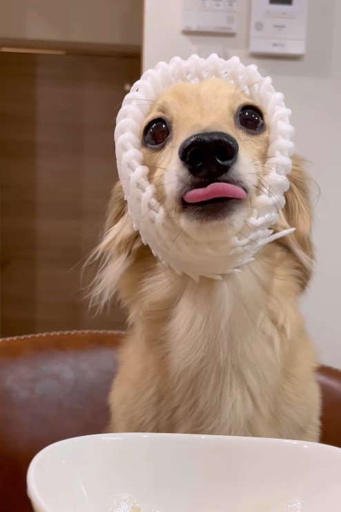 桃とミニチュアダックスフンド