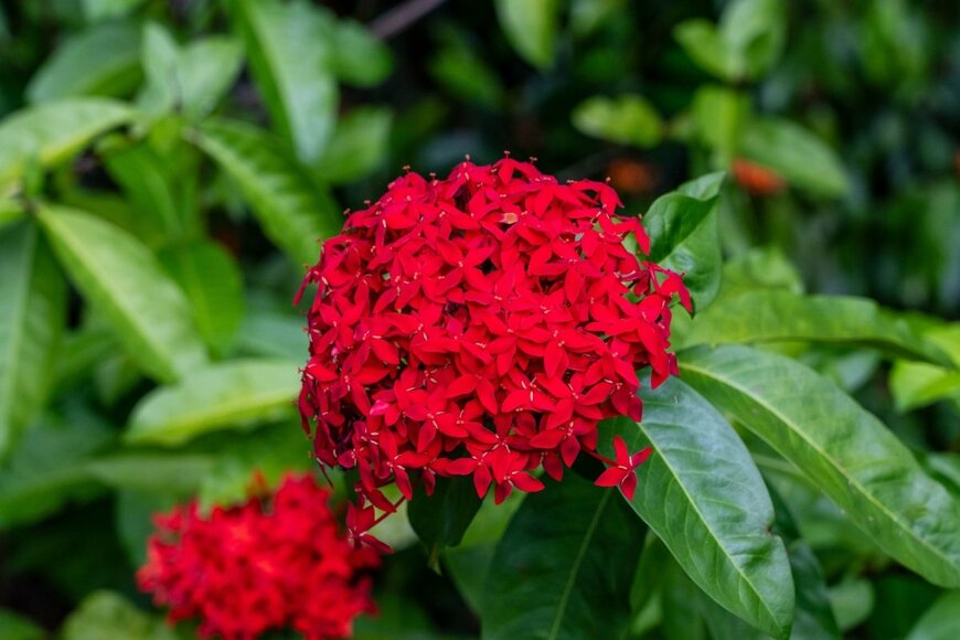 赤い花を咲かせている、サンタンカ