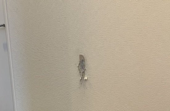 壁を破壊したハスキー犬