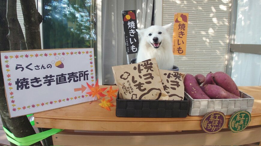 焼き芋直売所の看板犬