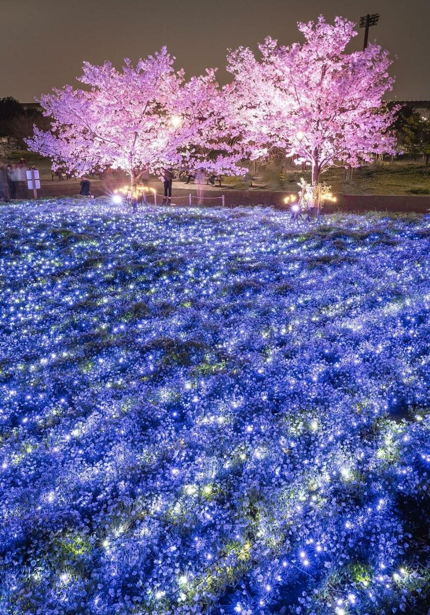 桜とネモフィラ