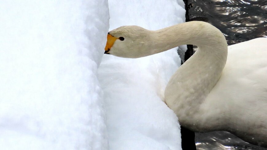 雪に顔を突っ込む白鳥