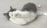 【幸せそうで幸せ】愛猫のくつろぐ姿を投稿した飼い主に「私も幸せ〜」ホッコリする声が集まる 