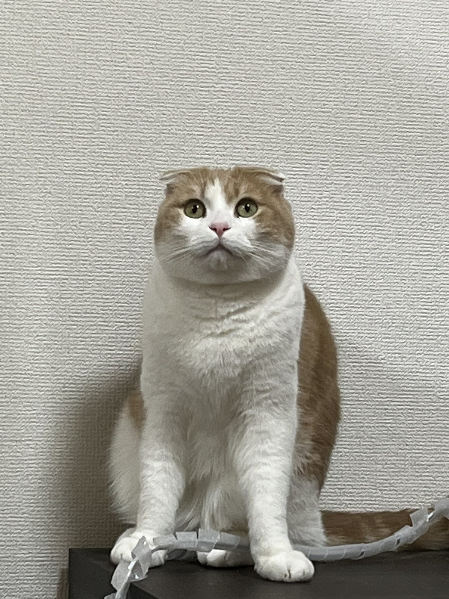 ドヤ猫ページ24000円 時計を壊した猫さんが……！爆笑の声続出の「ドヤ顔」がかわいい