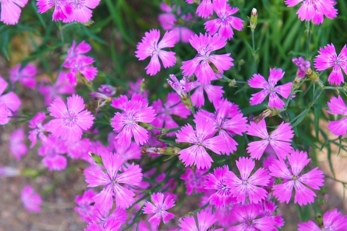 ガーデニング】ピンクの花が可愛い「多年草・オススメ6選」 お洒落