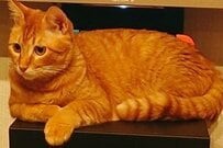 Twitterで話題の、ドヤ顔で占領する猫