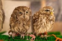 フクロウカフェで「一列に並ぶフクロウ」　一羽から送られていた「熱い視線」が愛らしい