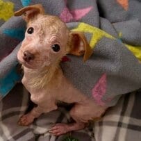 毛が抜け落ちた「チワワの仔犬」を保護 見違えるように変化した姿に「可愛すぎてたまらない」の声