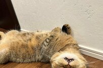 電池が切れた猫さん、物凄い姿にSNS熱狂「夢に出てきそうw」