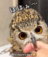 【つられるフクロウ】怒っているはずが…飼い主につられて「ほほぅ～！」返事をする様子が話題
