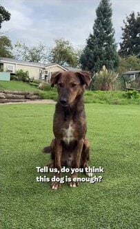 「この子で十分だと思いませんか?」何年も見向きもされなかった保護犬、その境遇に反響