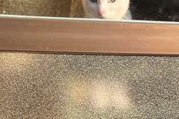 猫「なぜ、俺と遊ばない…」庭掃除に向けられた『鋭い視線』が笑ってしまう可愛さ