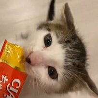 オヤツをがぶがぶしていた子猫　約3年後の姿にホッコリ「知識が増えてるね」