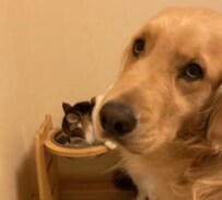 マイペースな猫と律儀な犬の動画にほっこり「どっちも可愛すぎる」