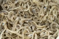 シラスの中から「2匹のチリメンモンスター」を発見　滅多に出会えない魚たちに「なんか感動します」