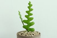 【観葉植物】指名買いしたい〈イチオシ観葉植物7選〉ユニークな見た目が素敵です。