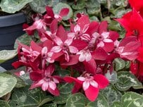 冬こそレッドが映える庭《大人シックな深紅の花咲く》多年草・一年草4選【玄関先の寄せ植えにも】