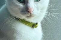 飼い主に同居犬が甘えていると…紙幣の偉人のような猫の姿に反響