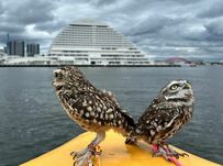 【お出かけフクロウ】観光地をお散歩してルンルン気分！モデル並みのポーズも披露