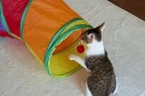 「病を抱えた保護猫」→姉猫とじゃれあう姿が尊すぎる　飼い主「元気すぎて心配なほど」