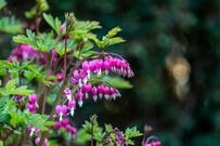 日陰の庭でも育てやすい多年草3選《タイツリソウ・ブルンネラ・アジュガ》美しい写真付きで紹介！