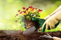 【ガーデニング】初心者が気をつけたい「上手に花を育てる」5つのポイント 