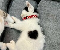 【癒やし】「ハート模様」の子猫ちゃんの可愛すぎる寝姿に1.7万いいね！大きくなった現在の姿との比較も