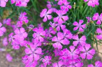 【ガーデニング】ピンクの花が可愛い「多年草・オススメ6選」