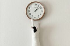 時計に手を伸ばす「0歳の子猫」　4年後「同じ場所」で撮影した成長姿にホッコリ