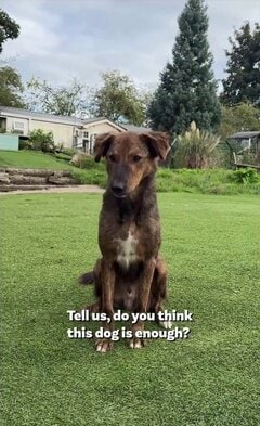 「この子で十分だと思いませんか?」何年も見向きもされなかった保護犬、その境遇に反響
