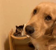 マイペースな猫と律儀な犬の動画にほっこり「どっちも可愛すぎる」