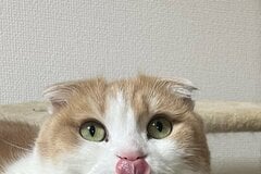 猫の「かわいい妖怪」2匹の姿に爆笑の声　ホッコリ写真が話題