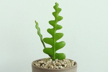その他観葉植物 BEBE Amazon｜《一時非表示》（観葉植物）ミニ観葉 オアシス苗