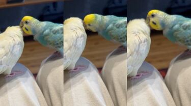 新作人気 仲良しインコ】「ぜひおねがいします！」友達インコに 人形