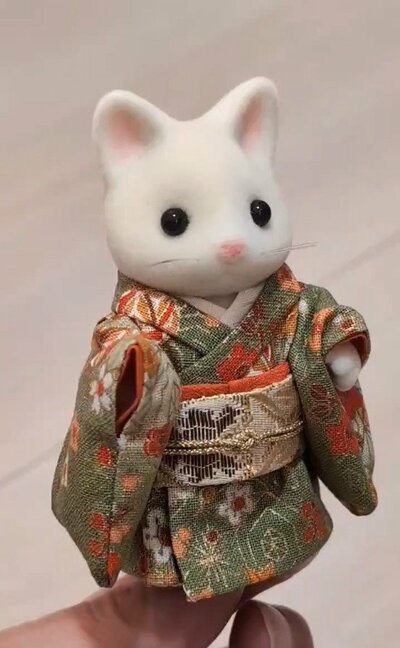 和装が似合うシルクネコ
