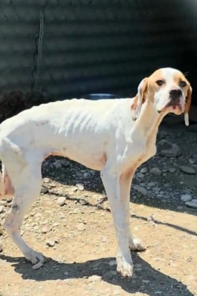 出所：@<u><a href="https://www.instagram.com/p/DZITNqjFDKG/" target="_blank">greekanimalrescue</a></u>