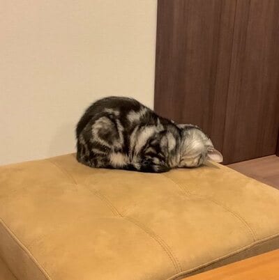 オットマンの上でごめん寝するあんこくん