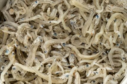 シラスの中から「2匹のチリメンモンスター」を発見　滅多に出会えない魚たちに「なんか感動します」