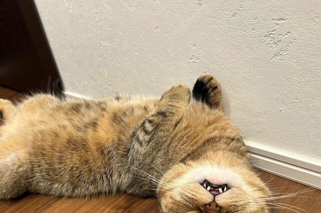 電池が切れた猫さん、物凄い姿にSNS熱狂「夢に出てきそうw」