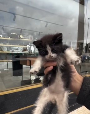 寒空の下さまよう子猫を保護「小さな赤ちゃんを救ってくれてありがとう」の声