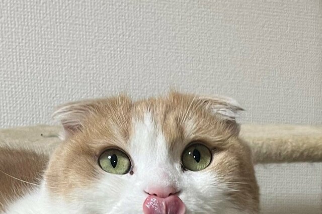 猫の「かわいい妖怪」2匹の姿に爆笑の声　ホッコリ写真が話題