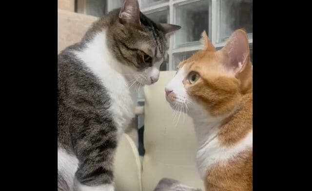 元保護猫達のケンカに1万いいね　「ケンカした事ない人同士みたい」で笑ってしまう