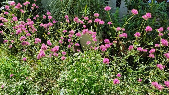 「植えてよかった！」わが家の庭で春から秋まで〈モリモリ咲いた春植え一年草5つ〉2025年の猛暑に負けなかった花たち！