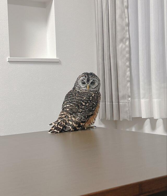 【眠たいフクロウ】自慢のまん丸おめめはどこへ…？思わず笑ってしまう“ショボショボフェイス”