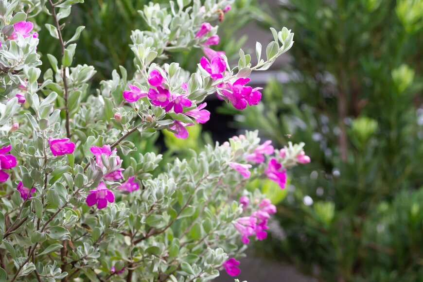 SOPINPHUSUWAN/shutterstock.com