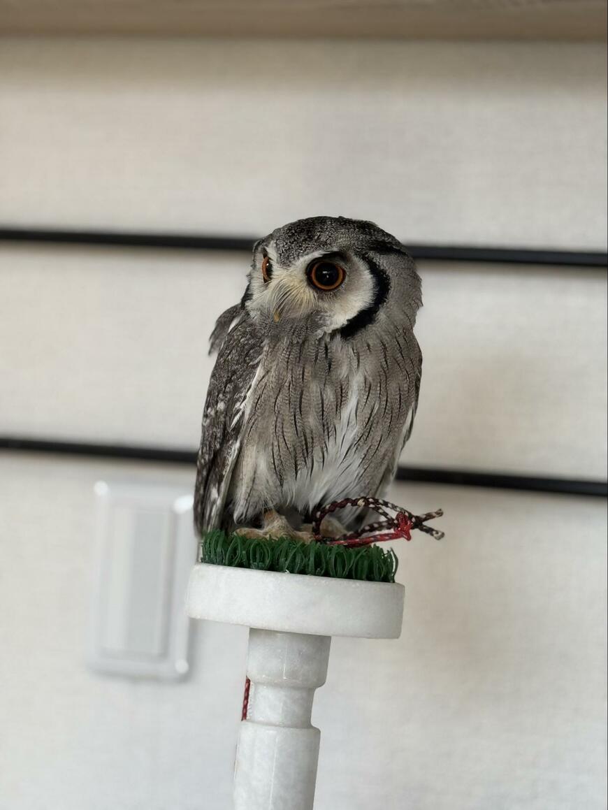 出所：@sibiricuslemon