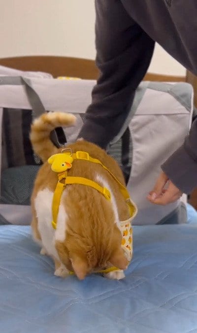 出所：＠monburan_sanpo