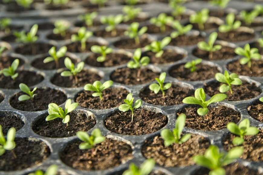 Jeeranan Thongpan/shutterstock.com