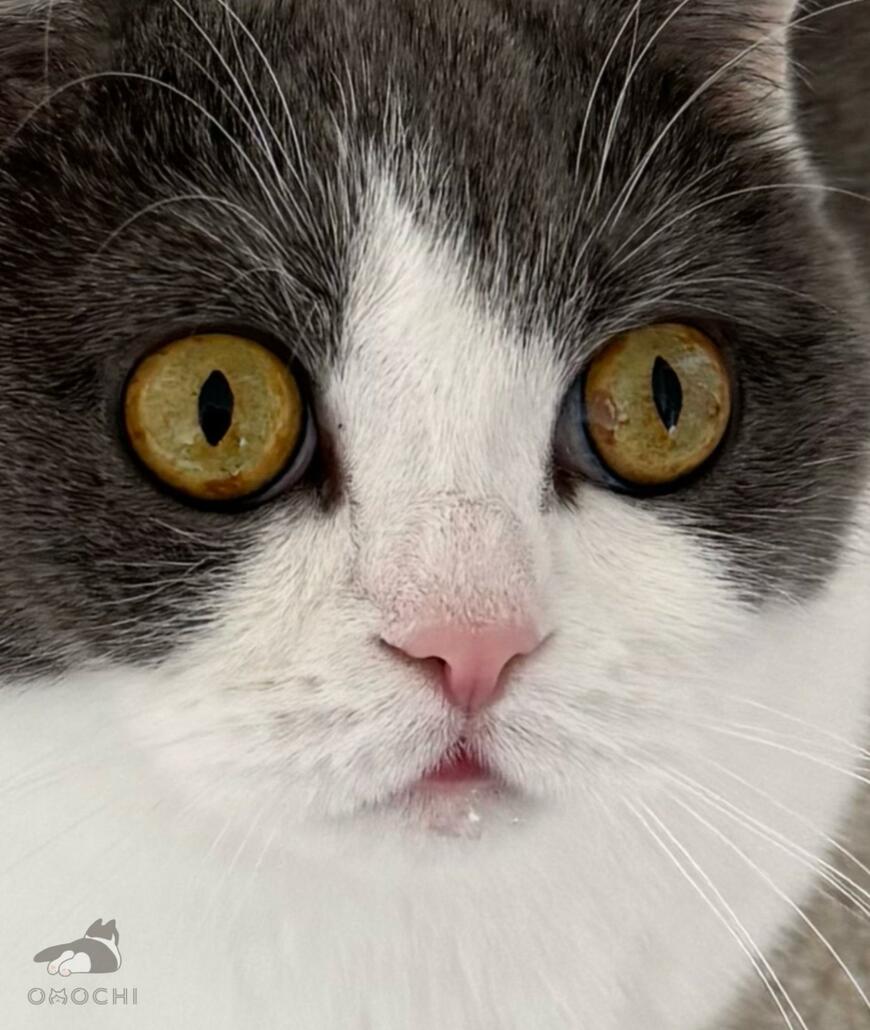 出所：@omochiomoching