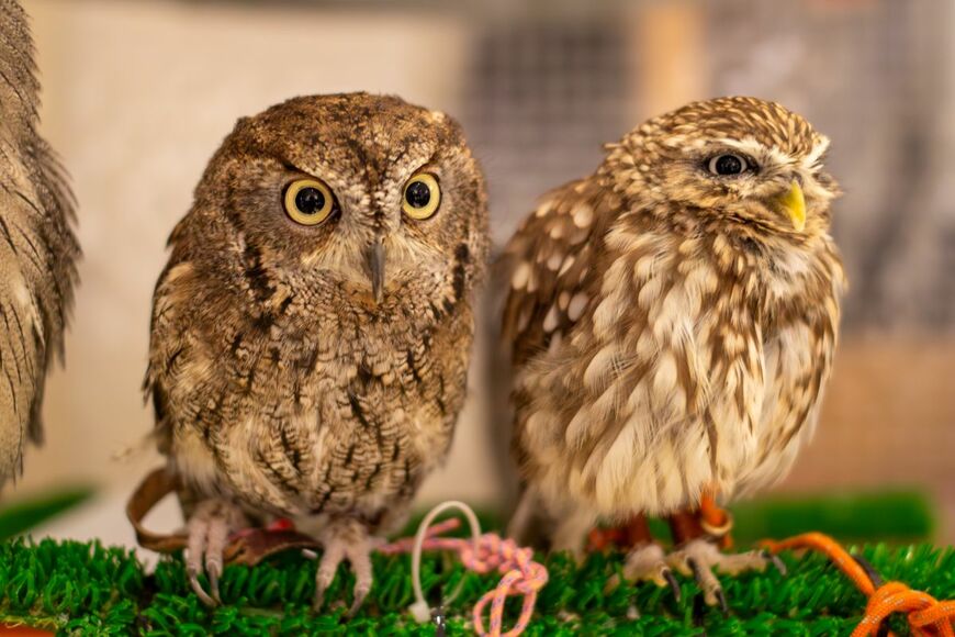 フクロウカフェで「一列に並ぶフクロウ」　一羽から送られていた「熱い視線」が愛らしい